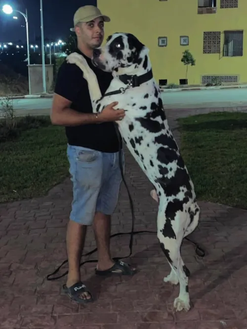 Chiot dogue allemand