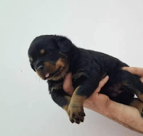 Chien Rottweiler 