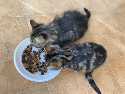 Chatons persan croisés pour adoption
