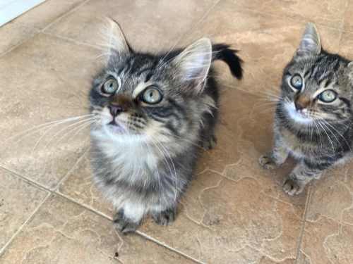 Chatons persan croisés pour adoption
