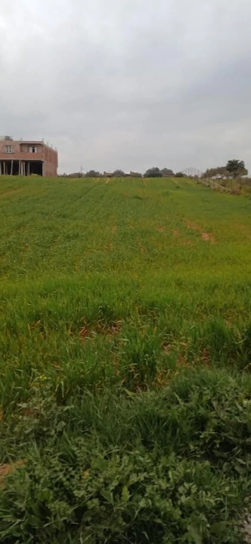 Vente Terrain Bouira Oued el berdi