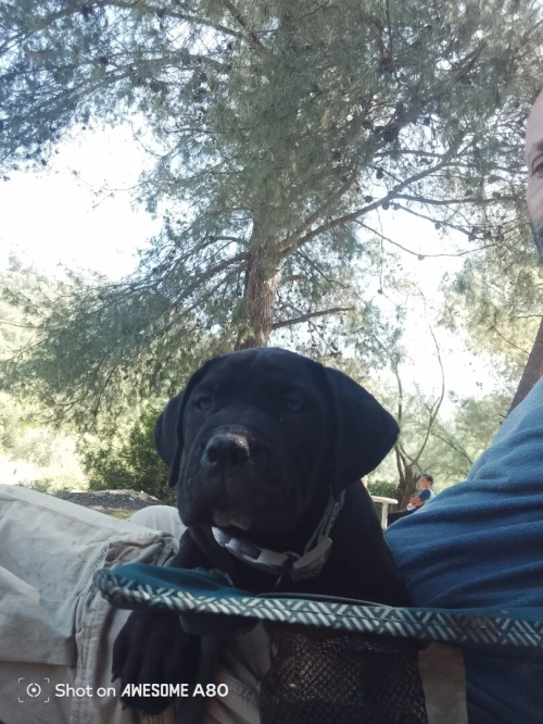 Cane Corso