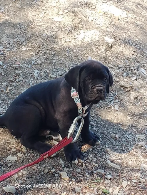 Cane Corso