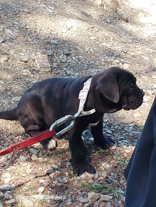 Cane Corso