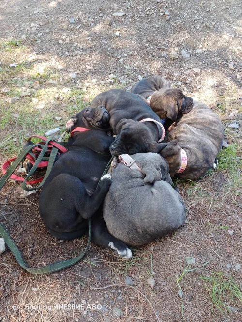 Cane Corso