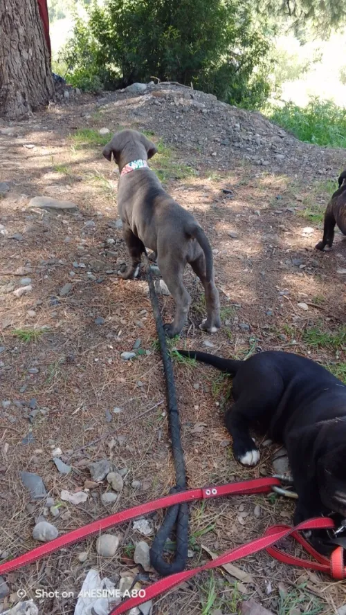 Cane Corso