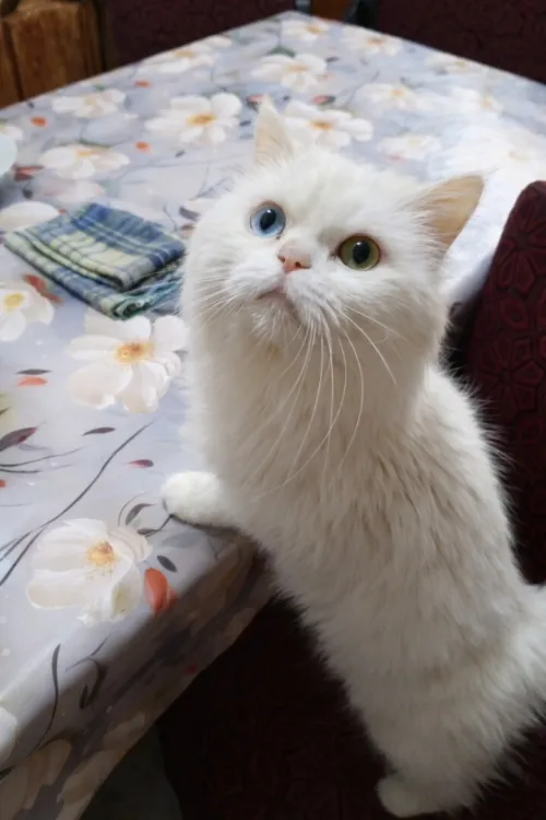 Chat mâle person