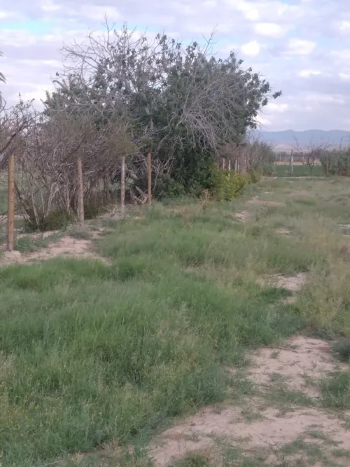 Vente Terrain Agricole M'Sila Bou saada