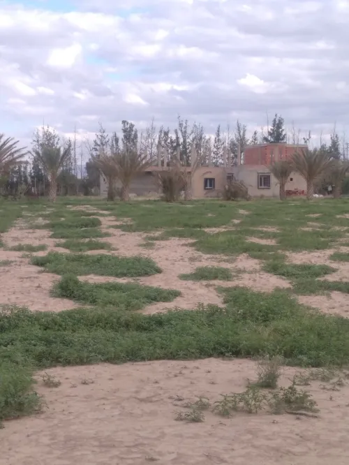 Vente Terrain Agricole M'Sila Bou saada