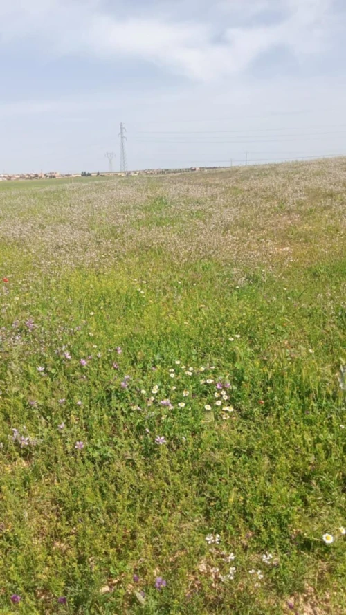 Vente Terrain Oum El Bouaghi Ain beida