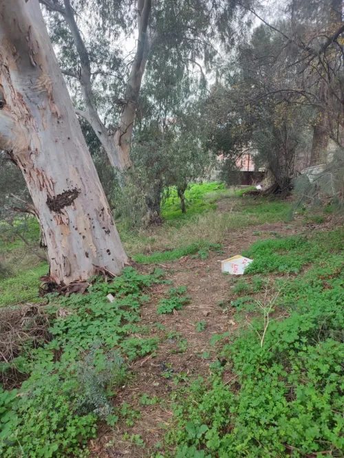 Vente Terrain Boumerdès Beni amrane