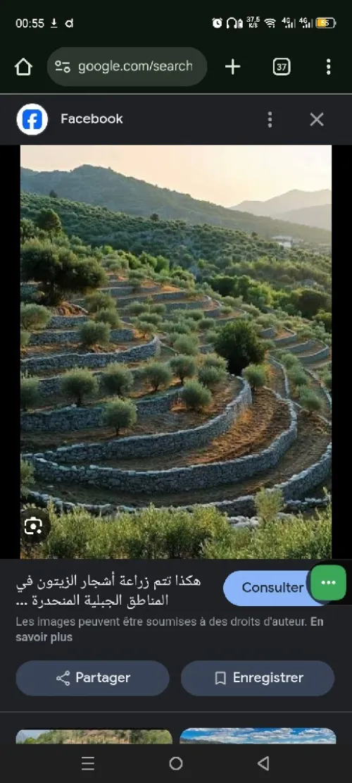Vente Terrain Agricole Tlemcen Tlemcen