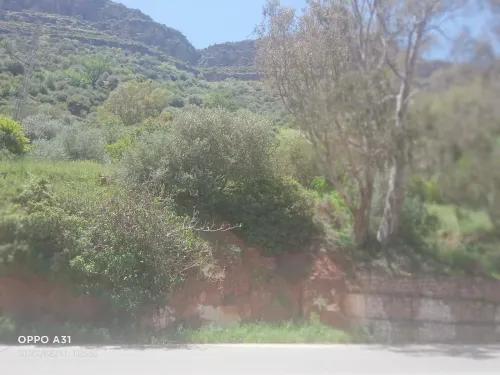 Vente Terrain Agricole Tlemcen Tlemcen