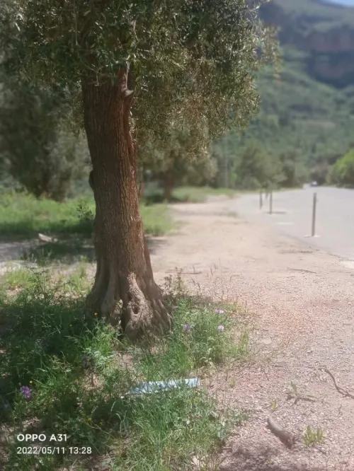 Vente Terrain Agricole Tlemcen Tlemcen