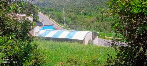 Vente Terrain Agricole Tlemcen Tlemcen