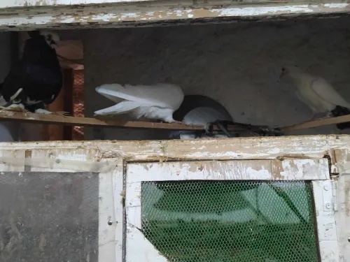 Pigeon a vendre حمام للبيع