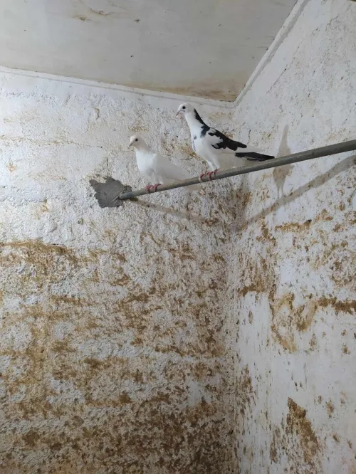 Pigeon a vendre حمام للبيع