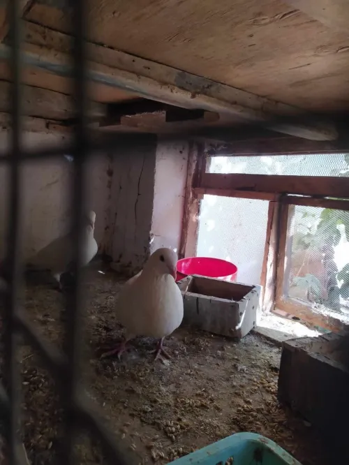 Pigeon a vendre حمام للبيع
