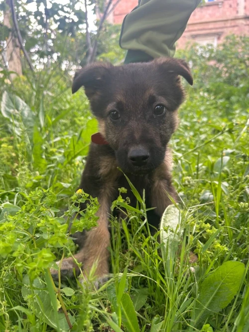 Chiot berger allemand