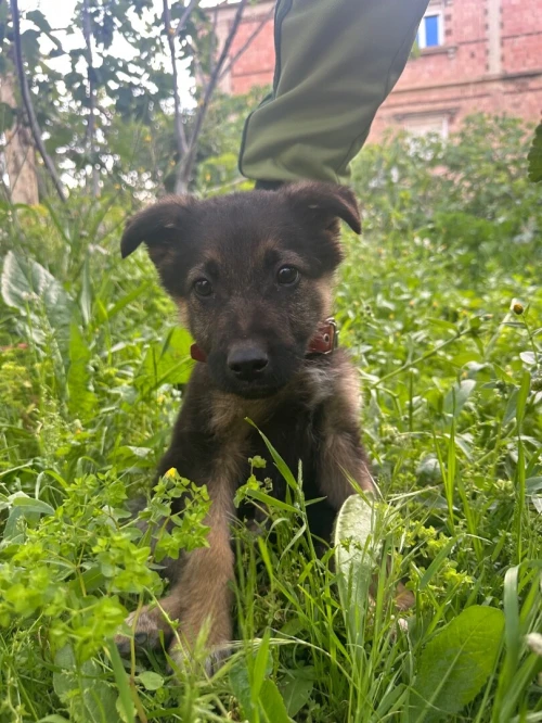 Chiot berger allemand