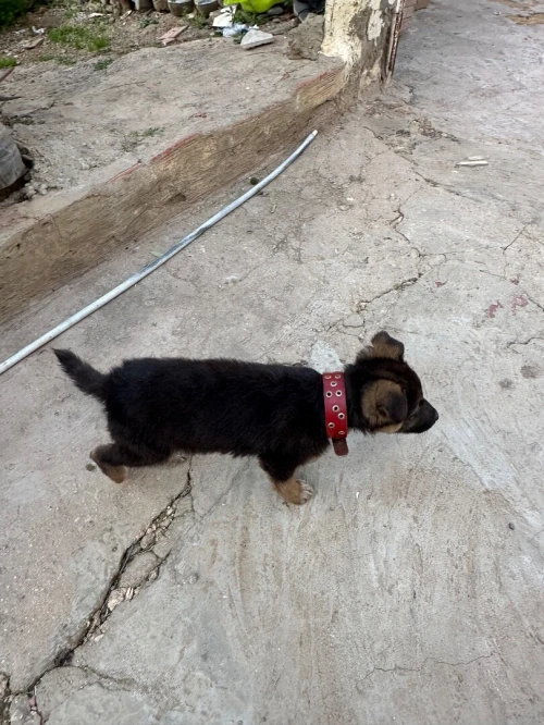 Chiot berger allemand
