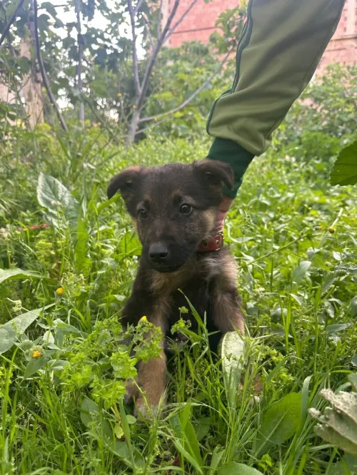 Chiot berger allemand