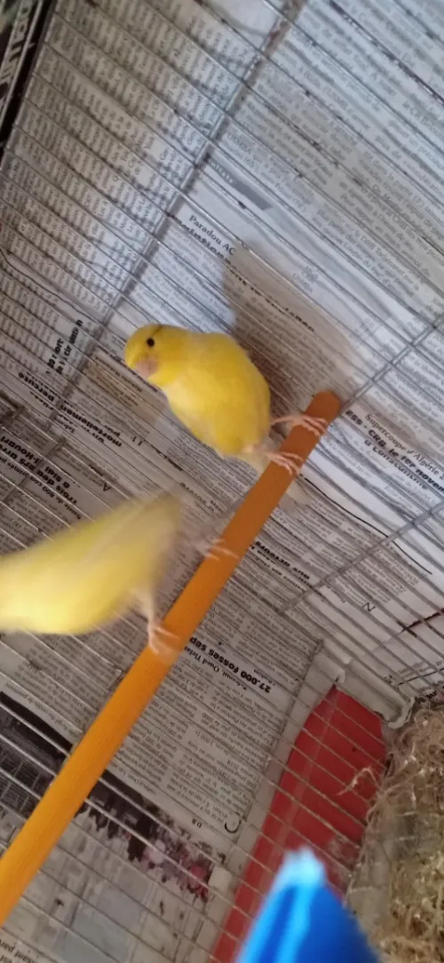 Couple Canari malinois 