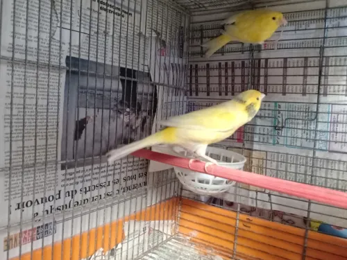Couple Canari malinois 