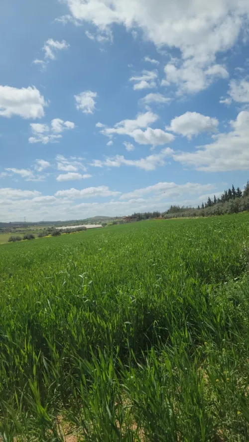 Vente Terrain Agricole Bouira Bouira