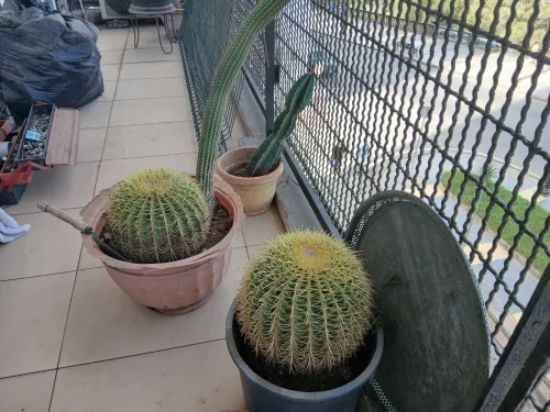 Plantes  cactus,palmier 