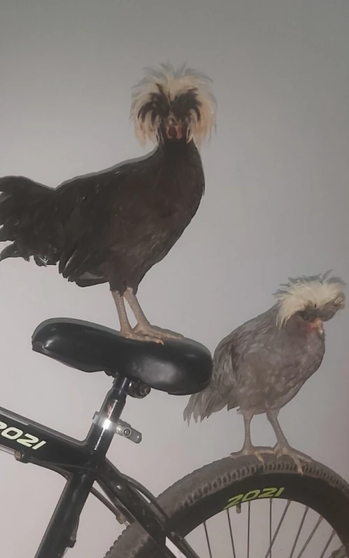 Poule d'ornement دجاج زينة 