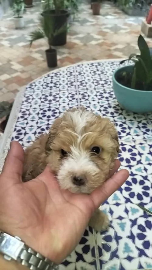 Vendre  des chiens caniches 