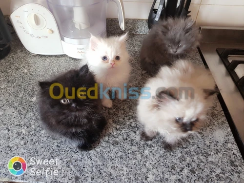Chatons persans himalayen