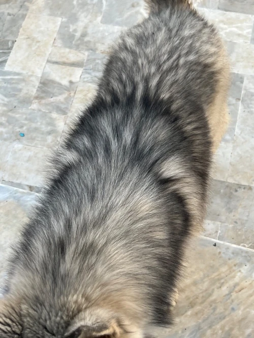Chien husky malamute