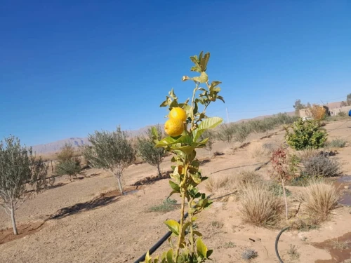 Vente Terrain Agricole Béchar Bechar
