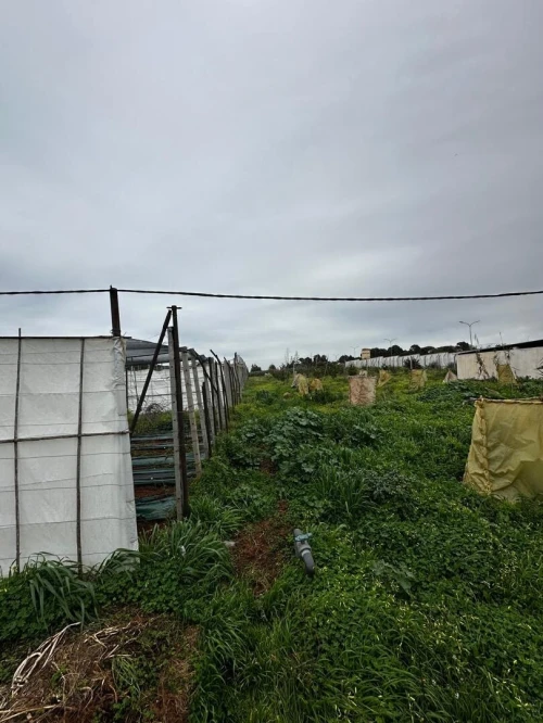 Vente Terrain Agricole Alger Zeralda