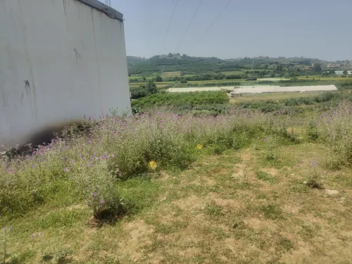 Vente Terrain Boumerdès Boudouaou