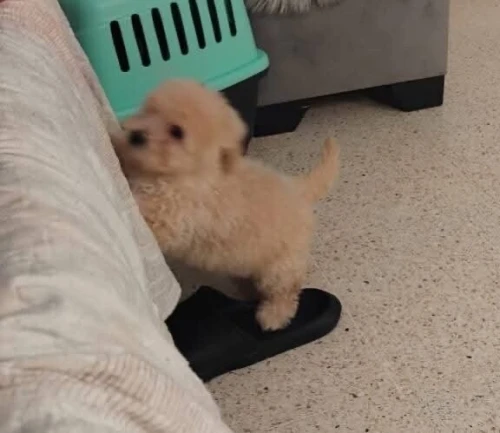 Magnifique Maltese dog femelle pure race deux mois et demi vaccinée