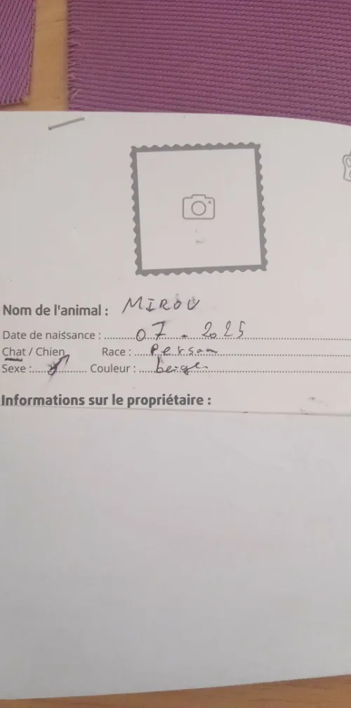 Chat persan