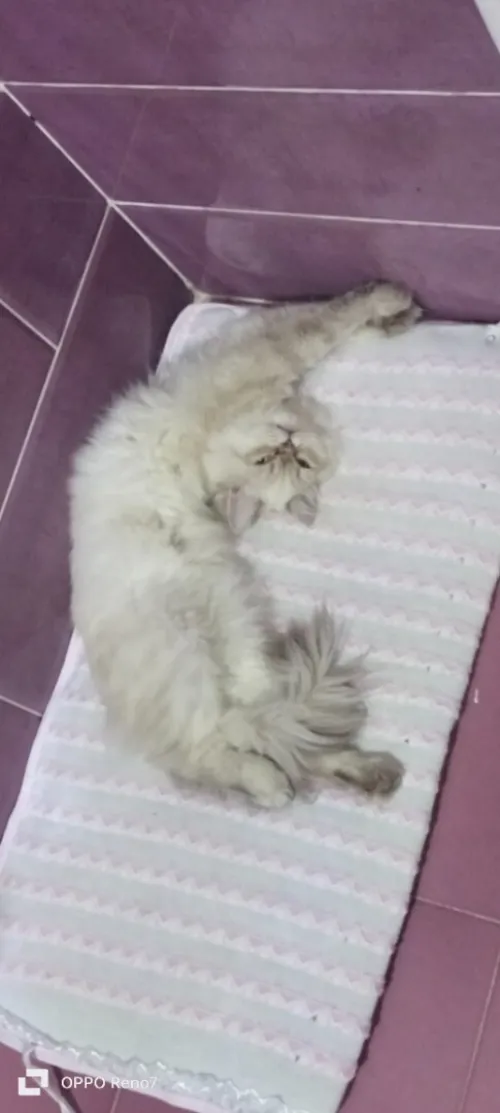 Chat persan
