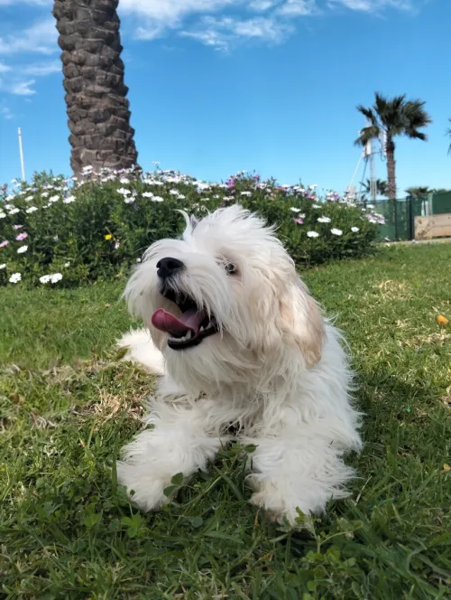 Chien caniche Coton de Tuléar