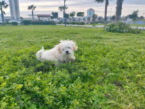 Chien caniche Coton de Tuléar