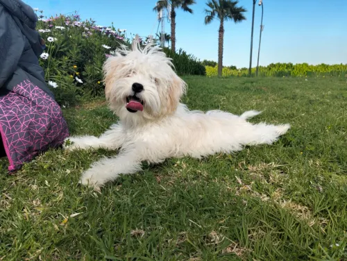 Chien caniche Coton de Tuléar