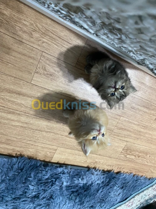 Chaton persans 