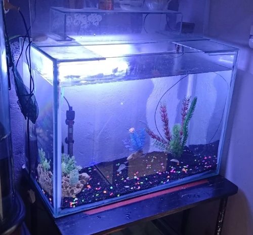 2 aquariums