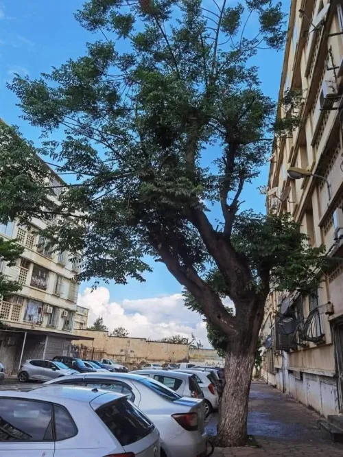 Location Appartement F2 Alger Bachdjerrah