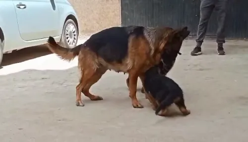 Berger allemand
