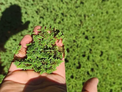 الأزولا العلف الاقتصادي Azolla