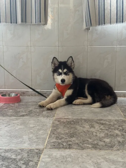 Husky Malamite 