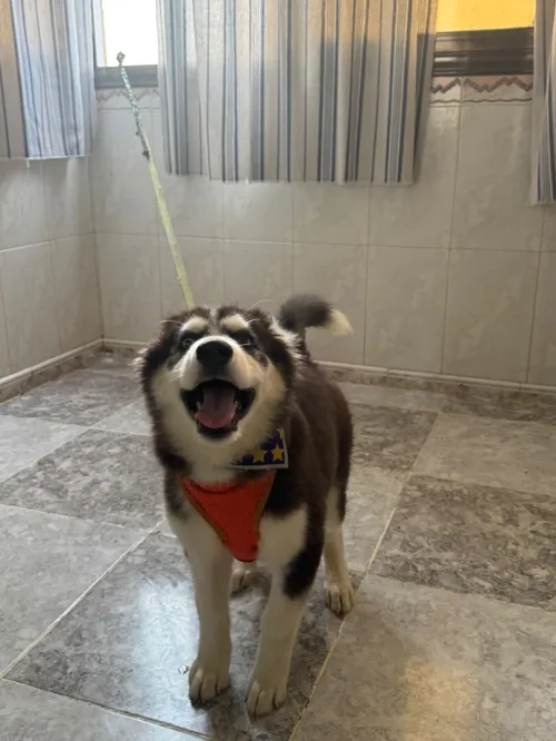Husky Malamite 